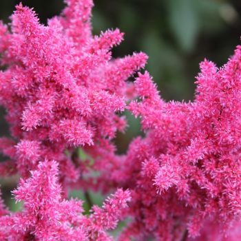 astilbe fiore