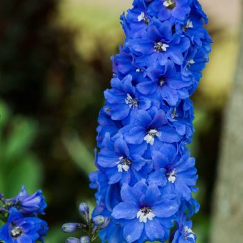 delphinium colori