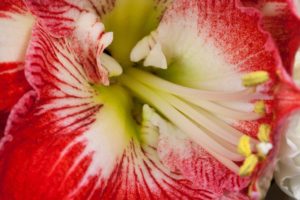 amaryllis fiore significato