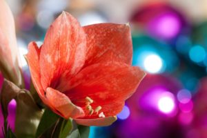 amaryllis matrimonio