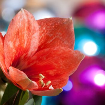 amaryllis fiore significato