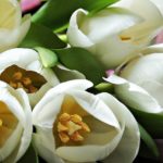 tulipani per matrimonio